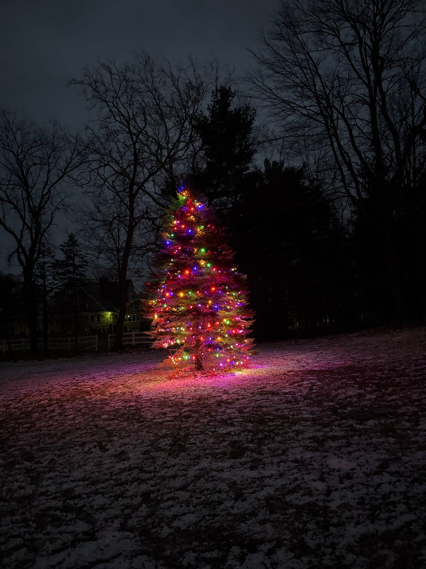 Lit Christmas tree in snowy yard