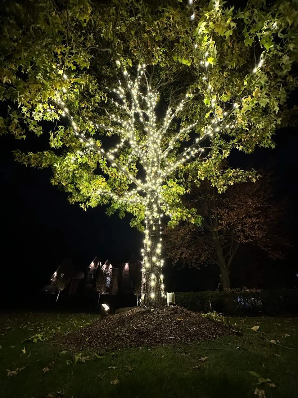 Large tree wrapped with white lights