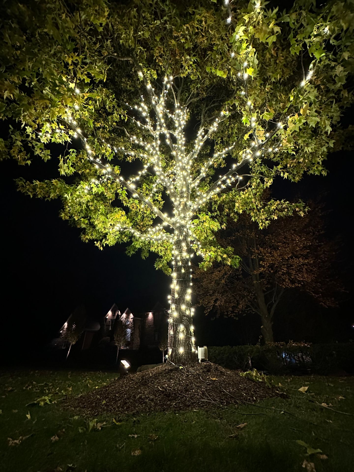 Large tree wrapped with white lights