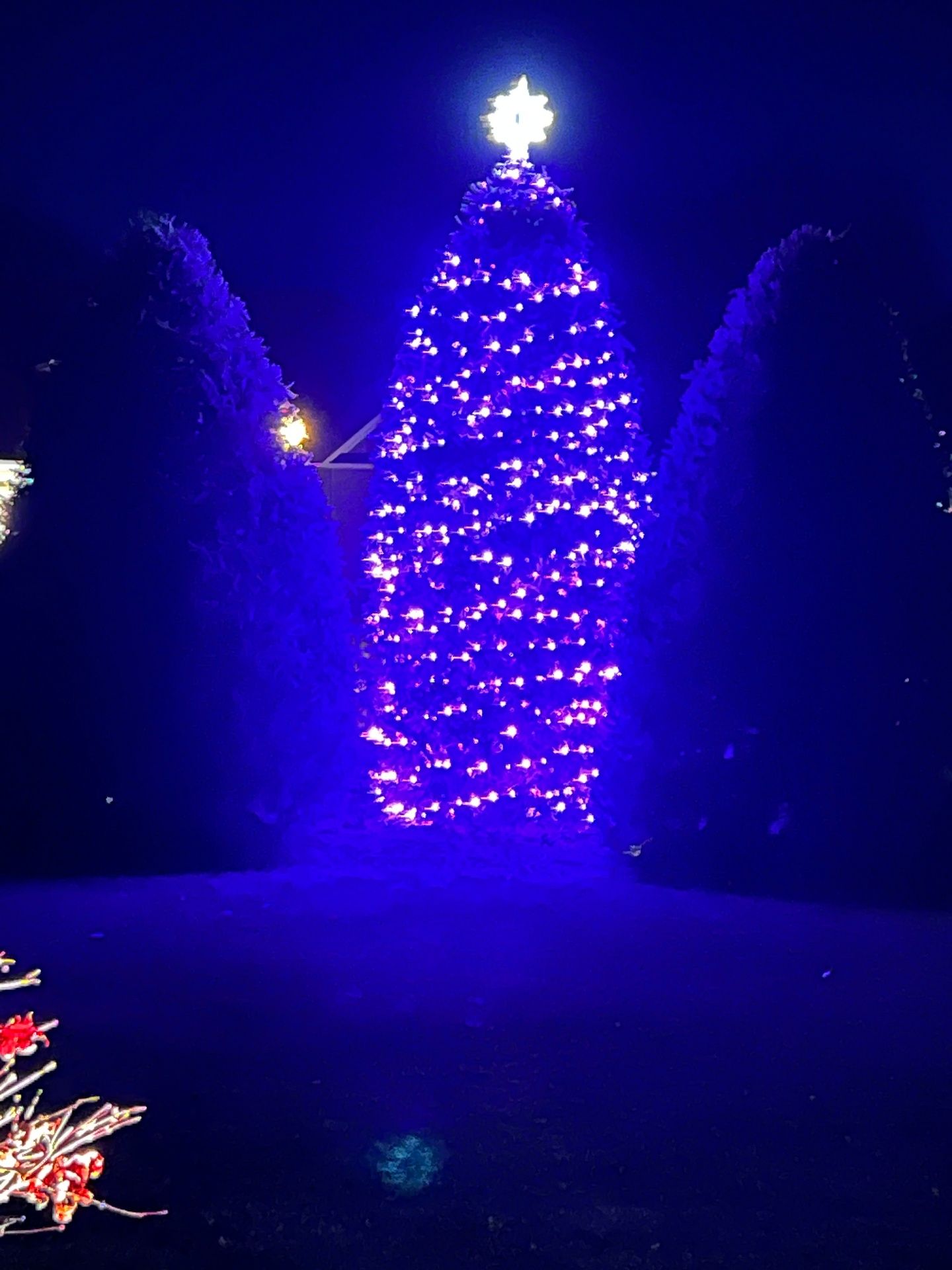 Lit Christmas tree with star topper
