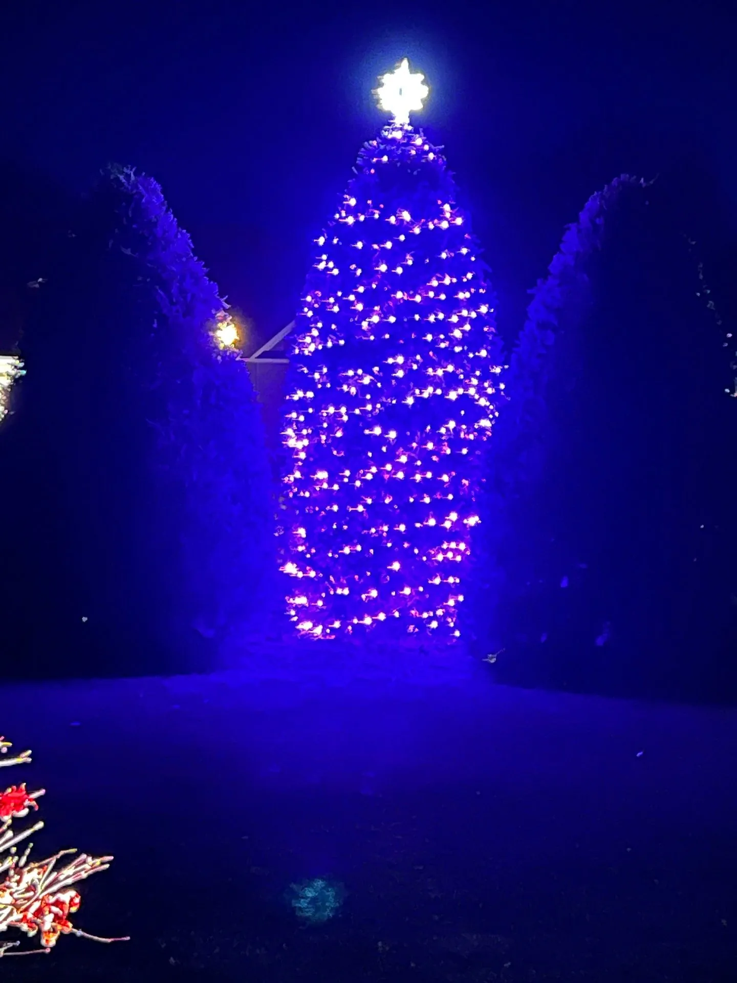 Lit Christmas tree with star topper
