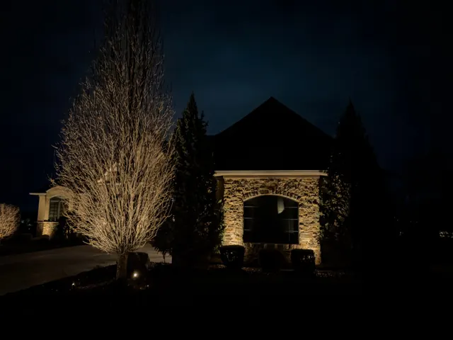 Uplit specimen tree beside a stone entry at night