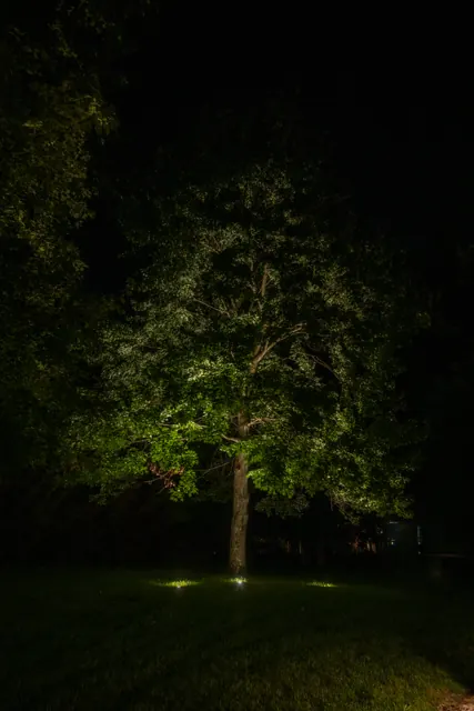 Mature shade tree uplit from the lawn