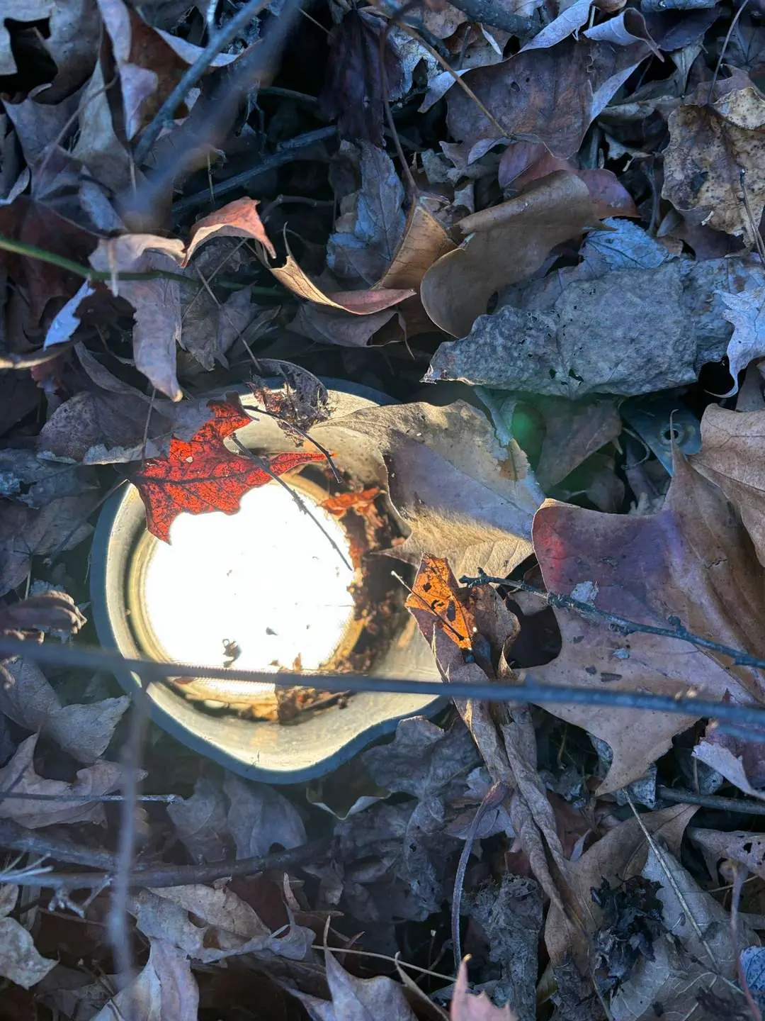 Landscape light covered in leaves and debris