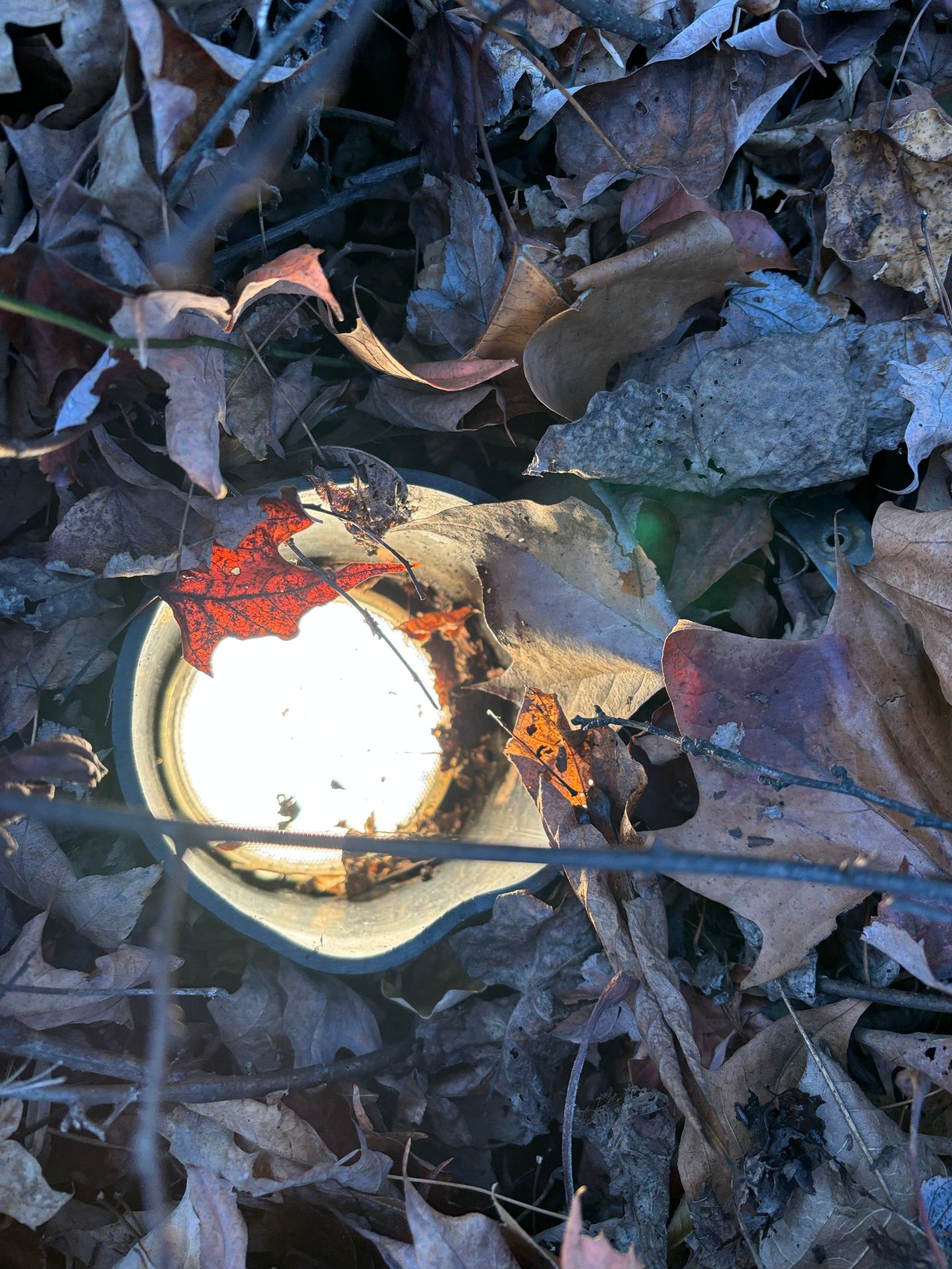 Landscape light covered in leaves and debris