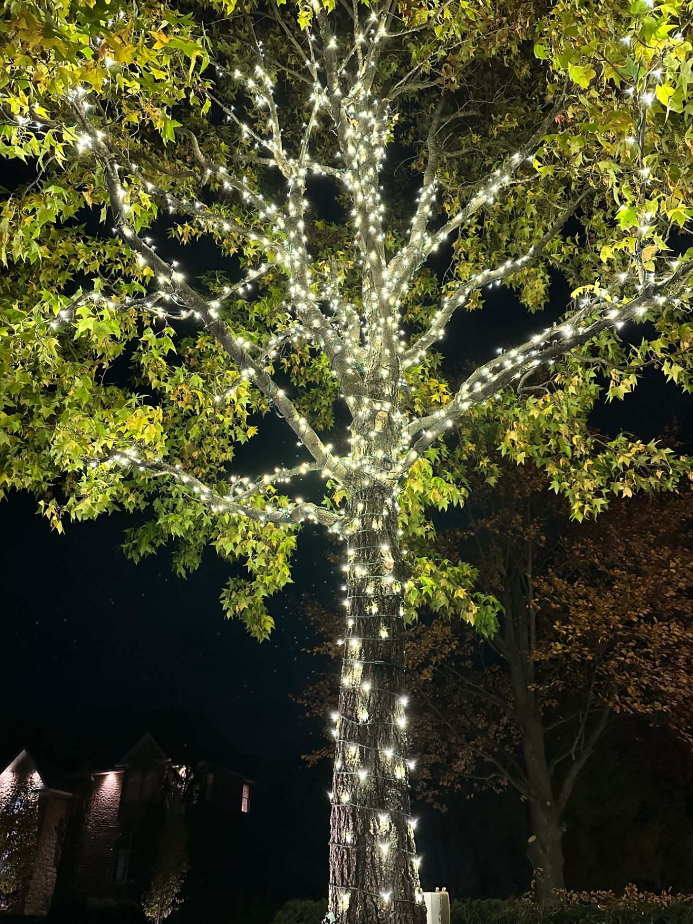 Tree Lighting